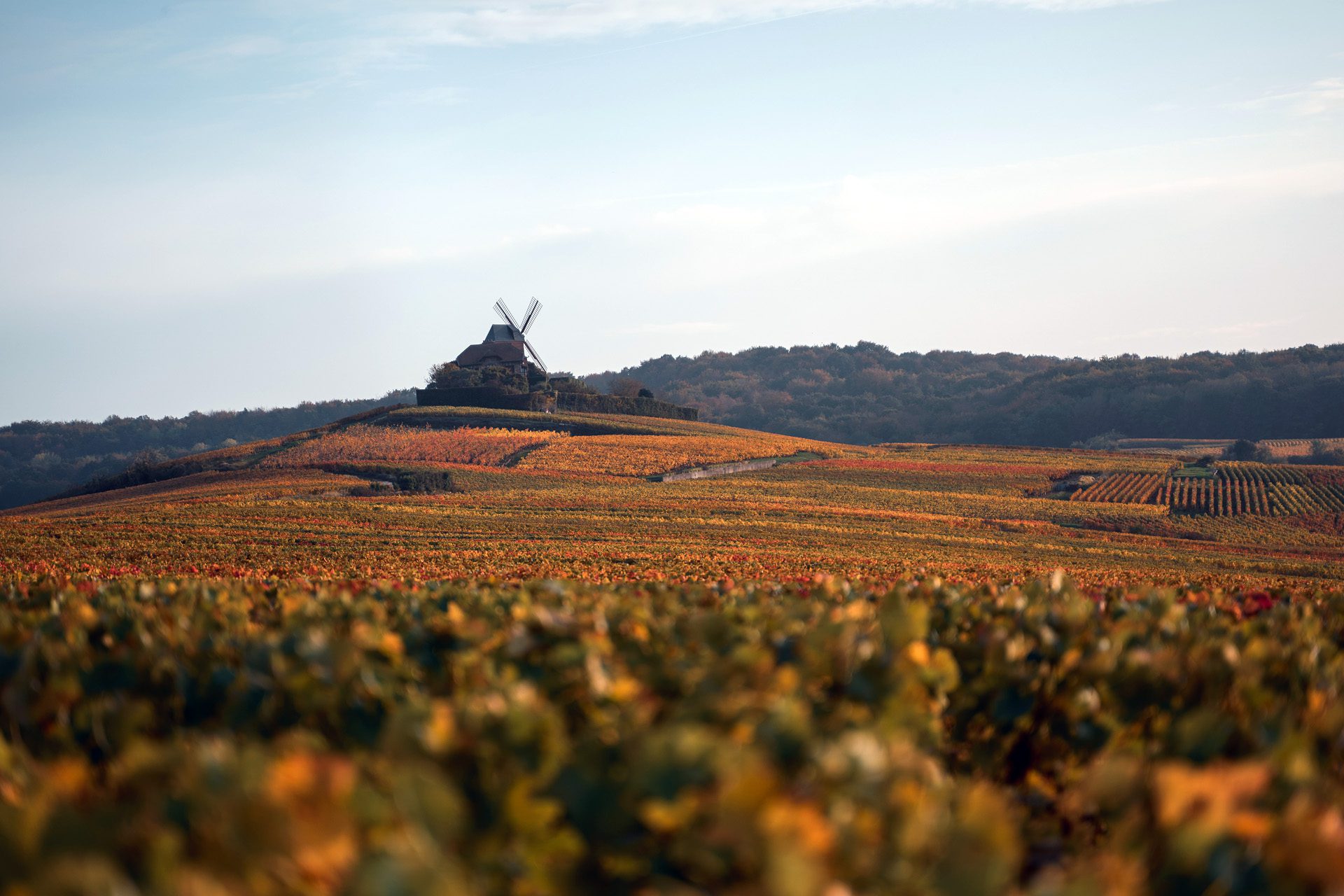 winzerweinberg ludes forget chemin champagne